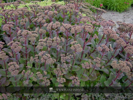 Sedum &#039;Matrona&#039; P9