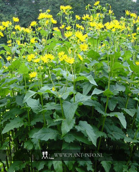 Silphium perfoliatum P9