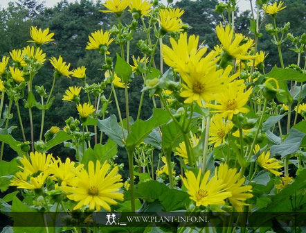 Silphium perfoliatum P9