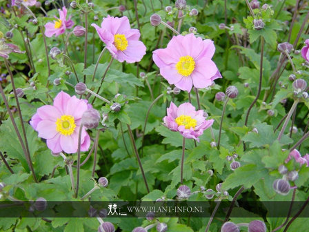 Anemone hyb. &#039;Serenade&#039; P9