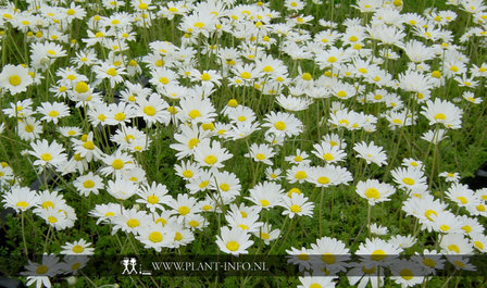 Anthemis carpatica &#039;Karpatenschnee&#039; P9