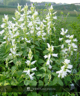 Campanula latifolia &#039;Alba&#039; P9