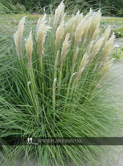 Cortaderia se. &#039;Pumila&#039; P11