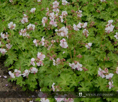 Geranium cantabrigiense &#039;Biokovo&#039; P9