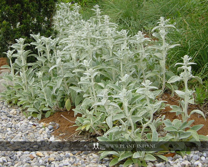 Stachys byzantina P9