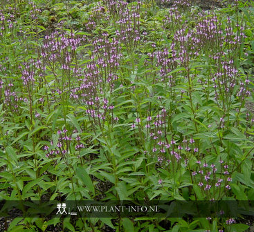 Verbena hastata &#039;Rosea&#039; P9