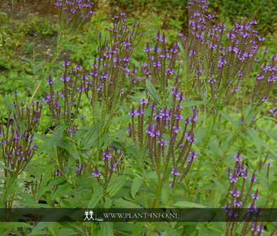 Verbena hastata P9