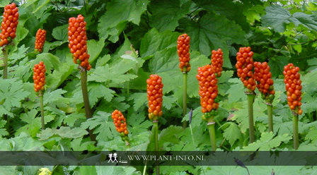 Arum italicum P9