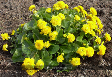 Caltha palustris &#039;Plena&#039; P9