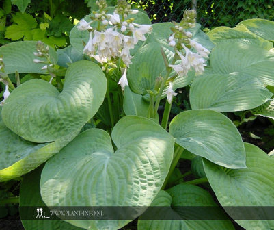 Hosta sie. &#039;Elegans&#039; P9