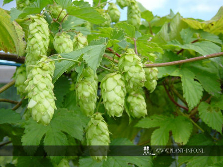 Humulus lupulus P9