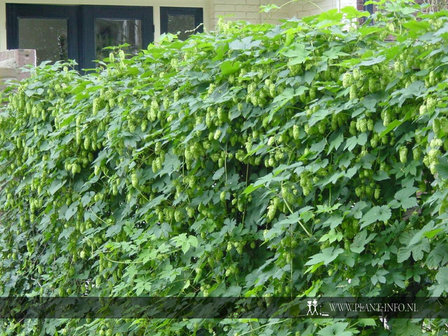 Humulus lupulus P9