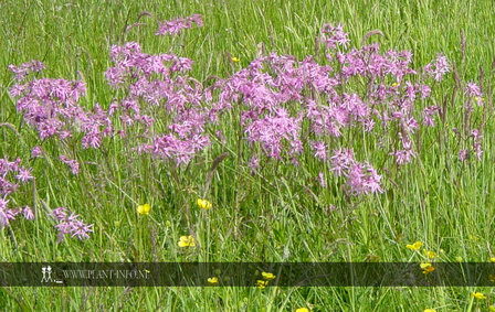 Lychnis flos-cuculi P9