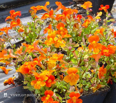 Mimulus &#039;Orange Glow&#039; P9