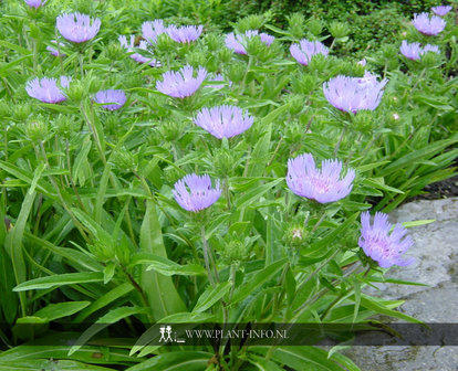 Stokesia laevis P9