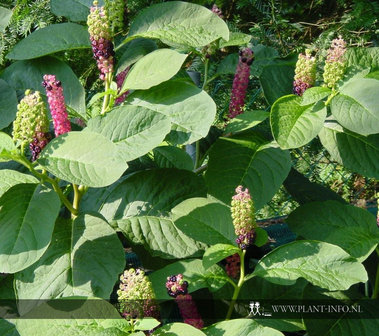 Phytolacca americana P9