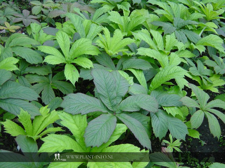 Rodgersia aesculifolia P9