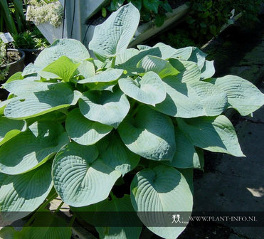 Hosta sie. &#039;Elegans&#039; P9