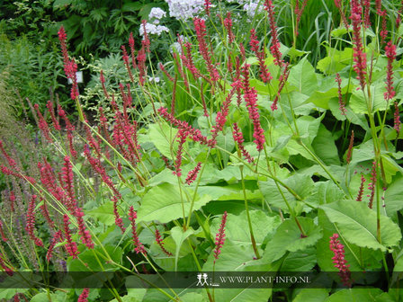 Persicaria amp. &#039;Speciosa&#039; P9