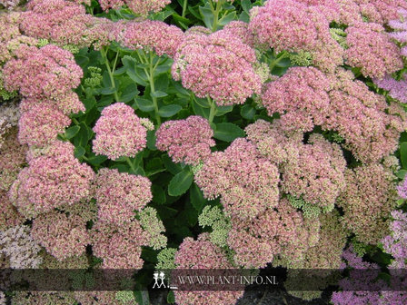 Sedum &#039;Herbstfreude&#039; P9