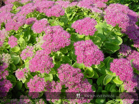 Sedum spectabile &#039;Brillant&#039; P9