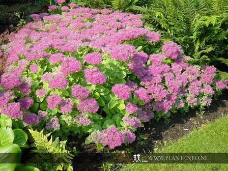 Sedum spectabile &#039;Brillant&#039; P9