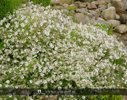 Silene maritima &#039;Weisskehlchen&#039; P9