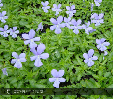 Viola &#039;Boughton Blue&#039; P9