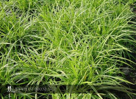 Carex morrowii &#039;Icedans&#039; P9