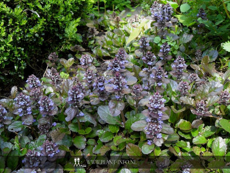 Ajuga reptans &#039;Atropurpurea&#039; P9