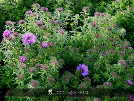 Aster n.-a. &#039;Purple Dome&#039; P9