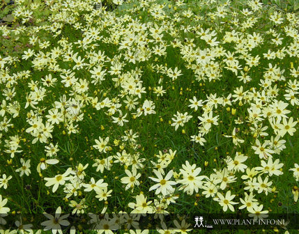 Coreopsis ver. &#039;Moonbeam&#039; P9