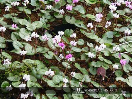 Cyclamen coum &#039;Album&#039; P9