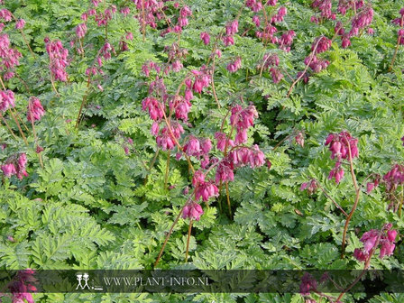 Dicentra formosa &#039;Luxuriant&#039; P9