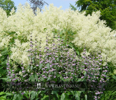 Persicaria polymorpha P9