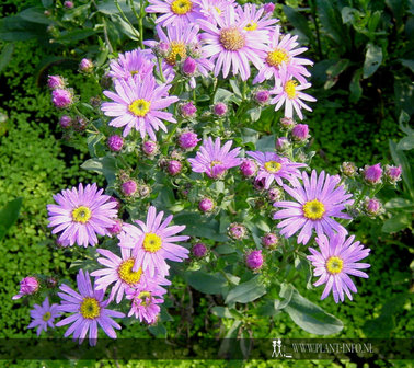 Aster amellus &#039;Rosa Erf&uuml;llung&#039; P9