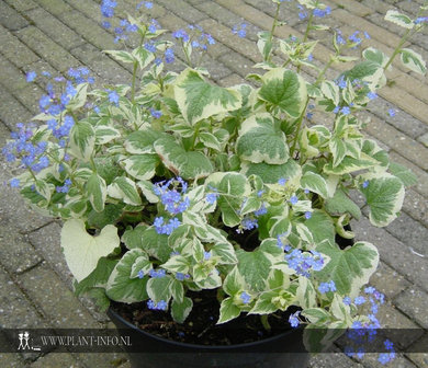 Brunnera m. &#039;Dawson&#039;s White&#039; P9