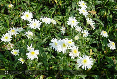 Leucanthemum &#039;Wirral Supreme&#039; P9