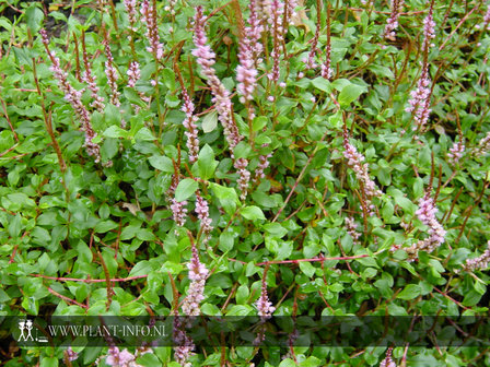 Persicaria vacciniifolia P9