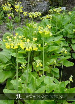 Primula florindae P9