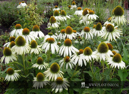 Echinacea p. &#039;Alba&#039; P9