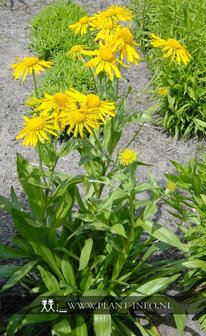 Helenium hoopesii P9