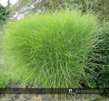 Miscanthus s. &#039;Gracillimus&#039; P11