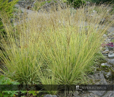 Molinia caerulea &#039;Variegata&#039; P9