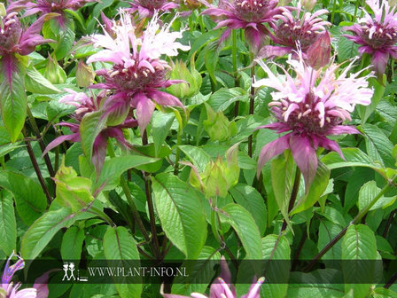 Monarda &#039;Beauty of Cobham&#039; P9