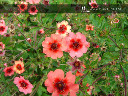 Potentilla nep. &#039;Miss Willmott&#039; P9