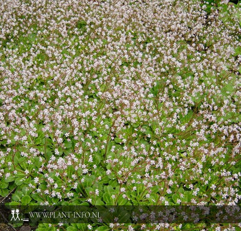 Saxifraga ur. &#039;Variegata&#039; P9