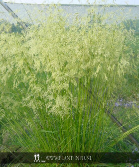 Deschampsia ces. &#039;Goldschleier&#039; P9