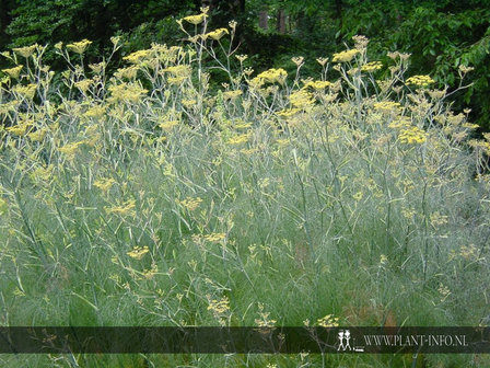 Foeniculum vulgare &#039;Purpureum&#039; P9