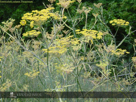 Foeniculum vulgare &#039;Purpureum&#039; P9